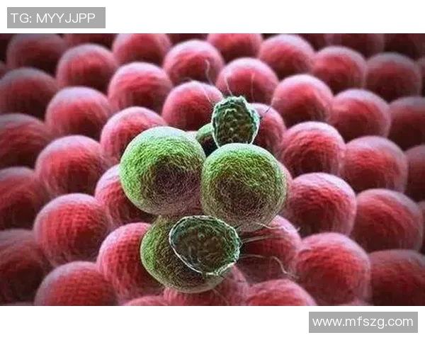 安养人参与全州宙的全面对比探讨及其在健康养生中的应用价值分析